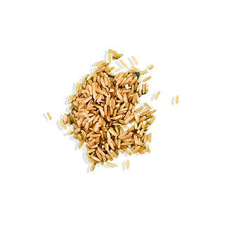 brown rice protein